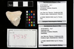 Foto (Objekt + Etikett) von Mundopsidae indet.  (NHMW-GEO-2014-0194-0575)